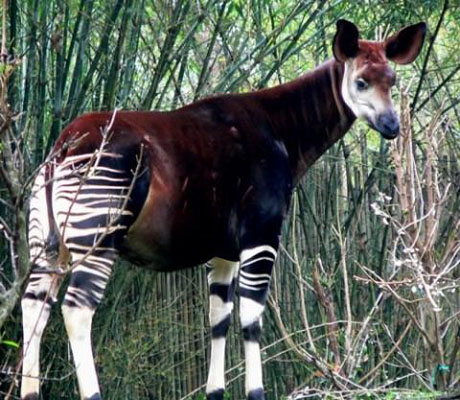 L'Okapi, mammifère ruminant vivant exclusivement dans la forêt tropicale de l’Ituri, en RDC