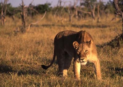 Lionne