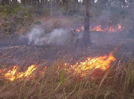 Feu de brousse