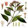 Le quinquina